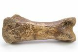 Fossil Tyrannosaur (Nanotyrannus?) Phalanx Bone - Montana #306660-2